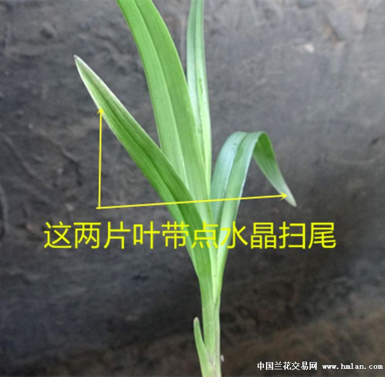 带点水晶扫尾下山龙根绿兰【赌花艺双全】 - 中国兰花
