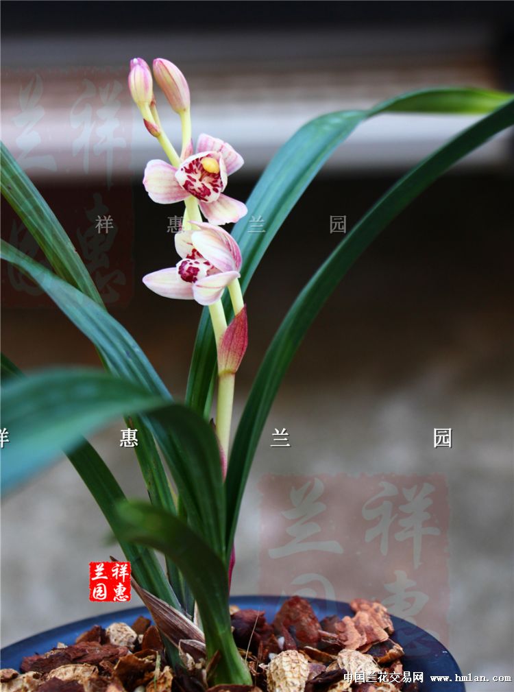 浓香建兰矮种红花荷瓣,红月,引种苗 - 中国兰花交易网