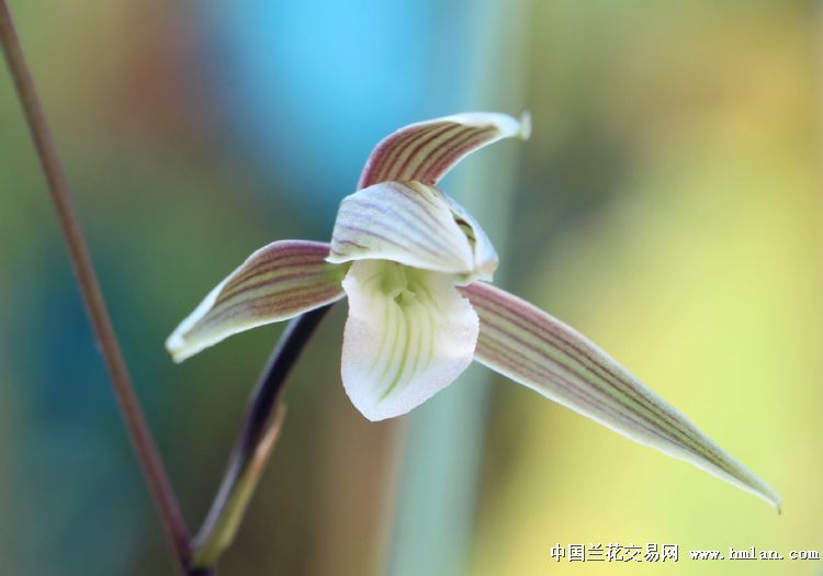 细叶寒兰 彩花桃腮素