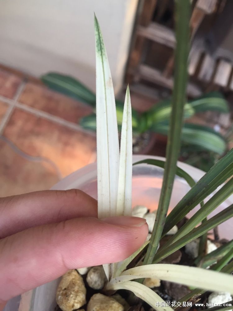 这幽灵草咋搞-春兰篇-中国兰花交易网社区