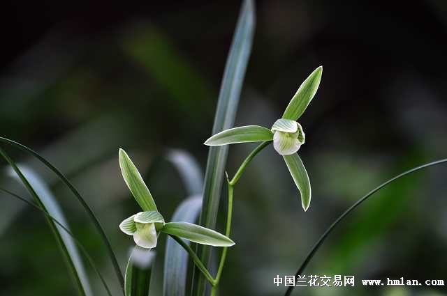 细叶寒兰素花