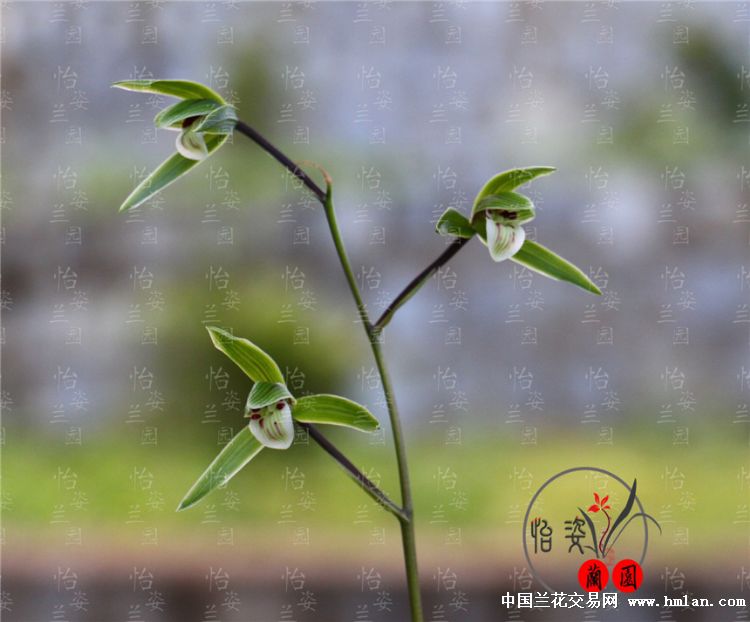 下山寒兰细叶寒兰,c12水仙味,2苗1花