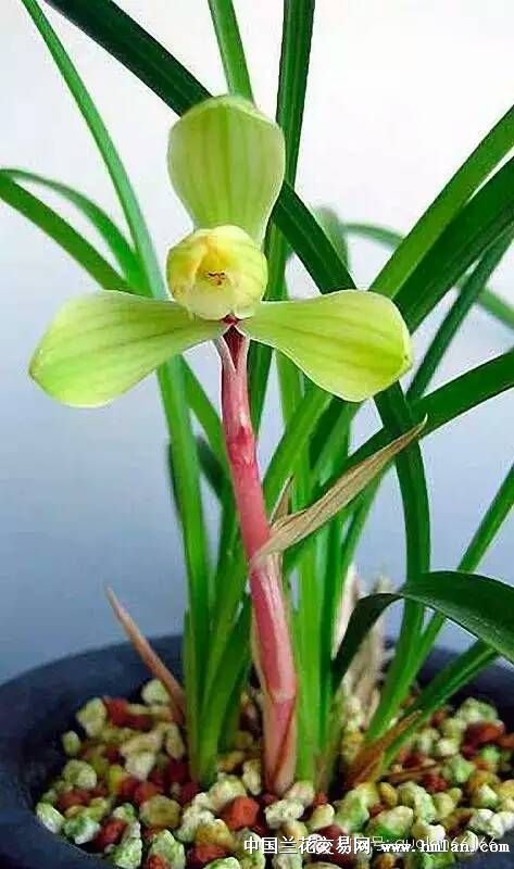 也论紫绶金章-春兰篇-中国兰花交易网社区