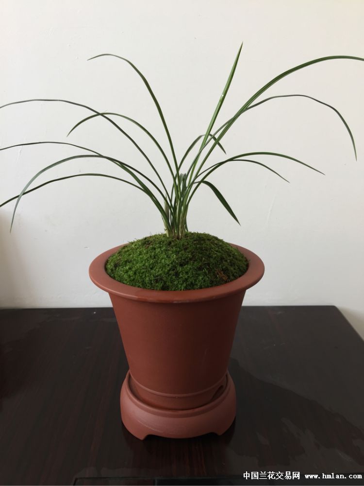 这盆兰花盆景漂亮吧