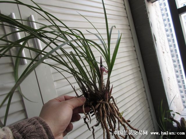 香花.7苗2芽1花苞.春兰. - 中国兰花交易网