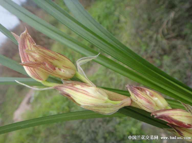 春剑高档复色花西岭魂