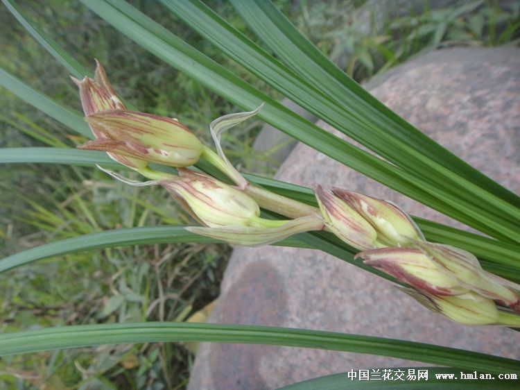 春剑高档复色花西岭魂