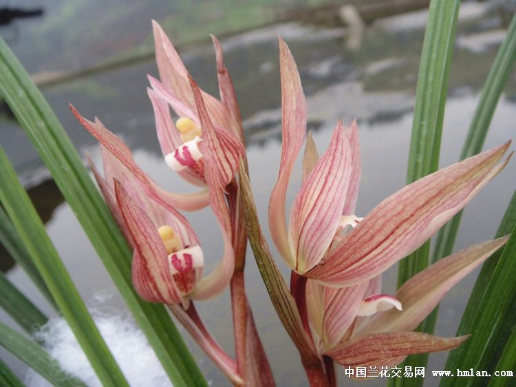 大红朱砂特壮苗带花 - 中国兰花交易网