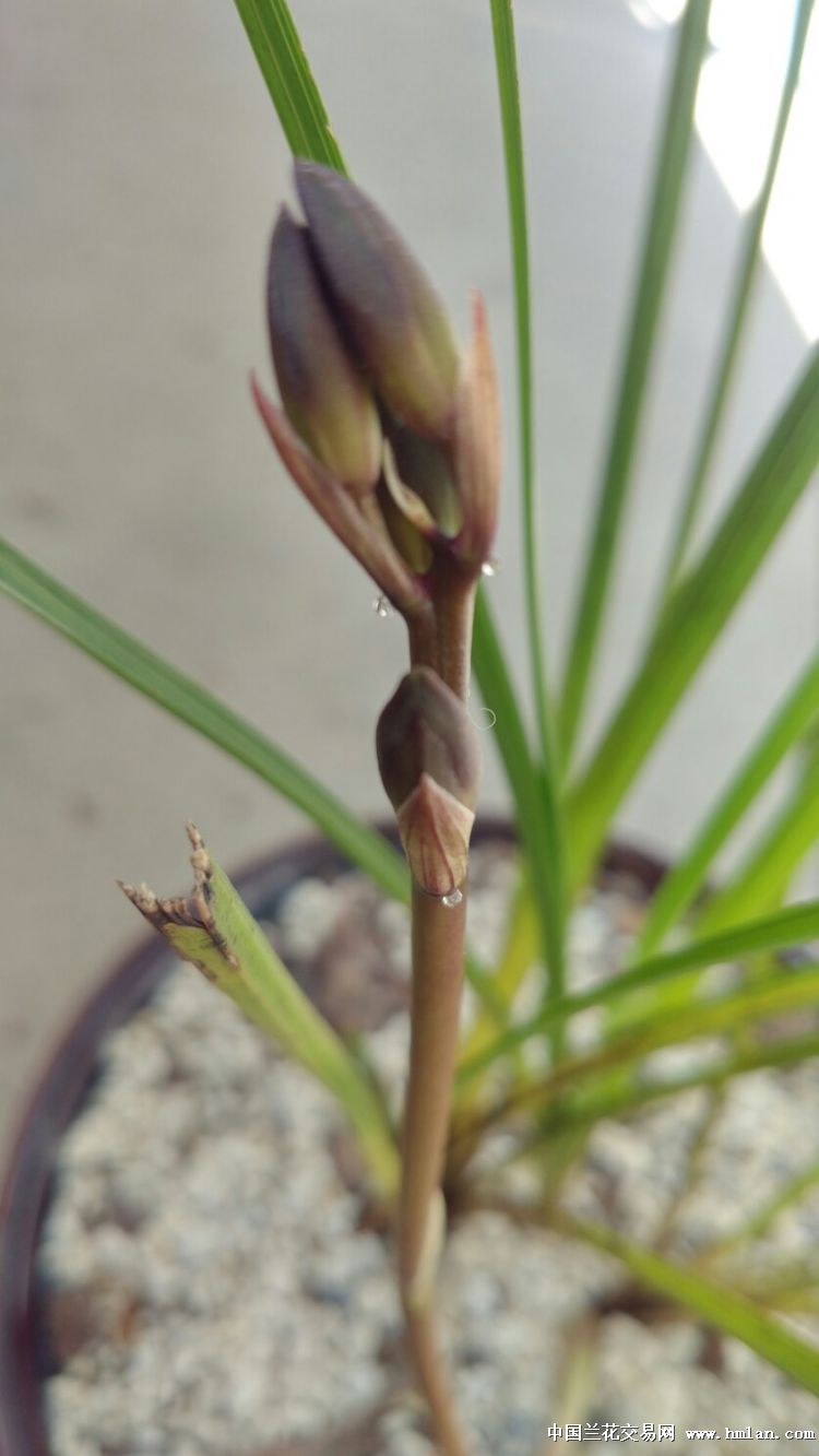 这花苞值得期待吗?-蕙兰篇-中国兰花交易网社区