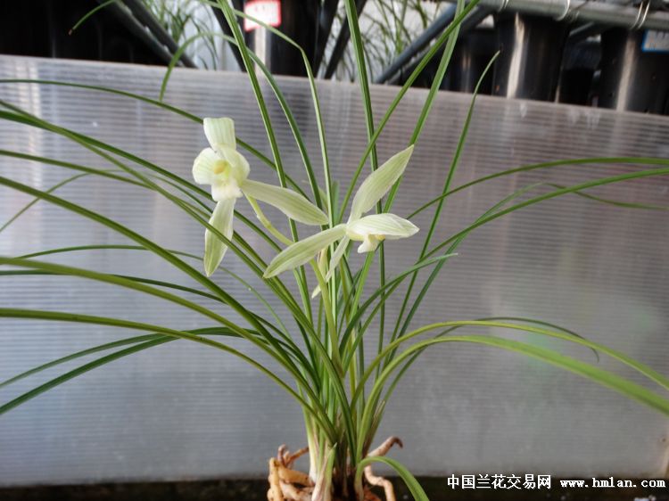 细叶莲瓣兰素花6苗1花