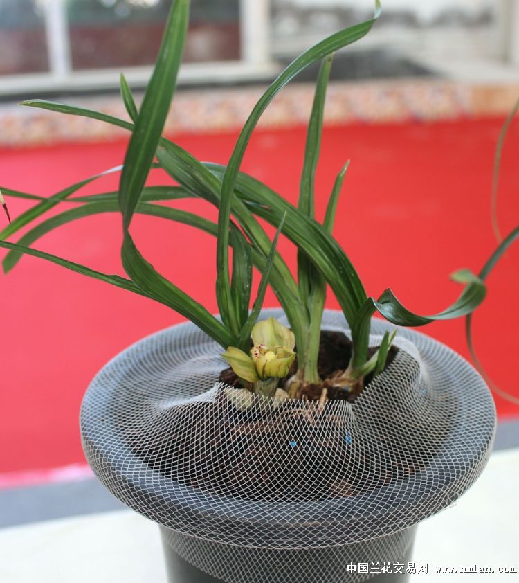 重庆市巴南区2017兰花展随拍-春兰篇-中国兰花