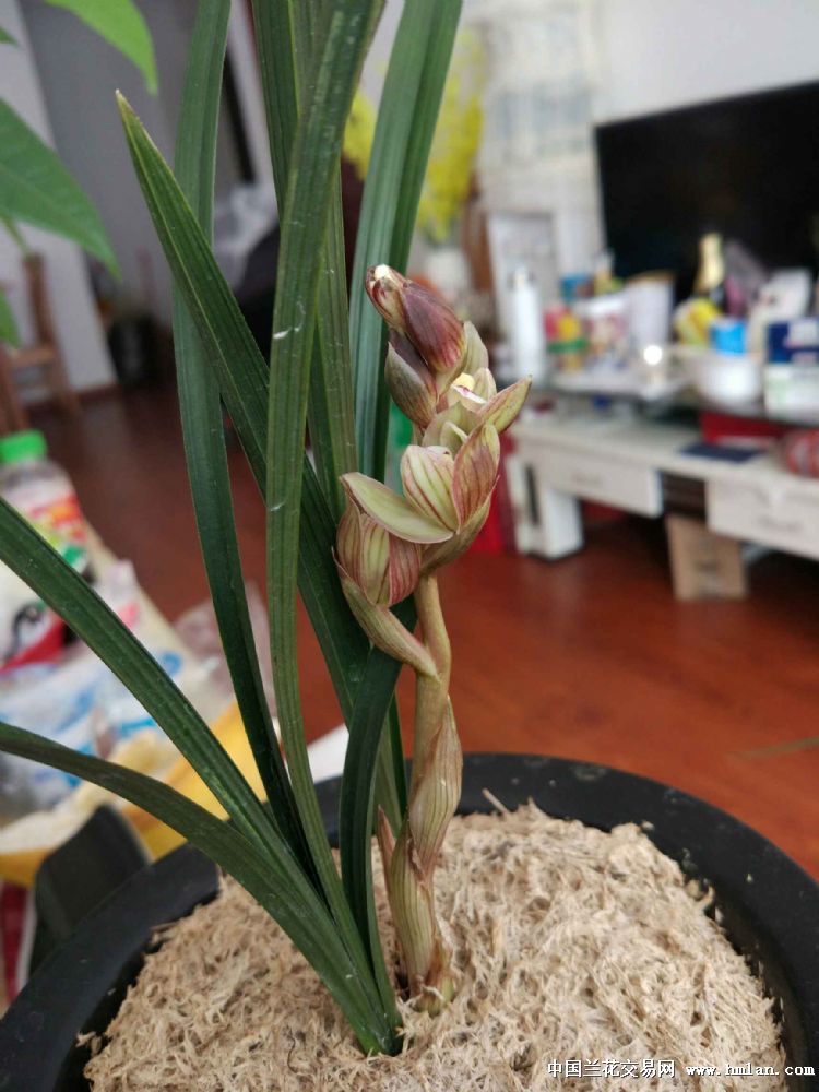 ĸж-ƪ-