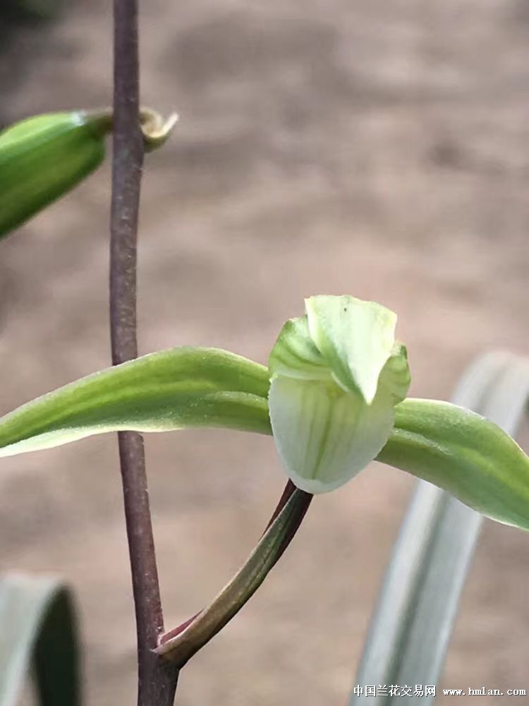 细叶寒兰 红杆素 2苗1芽