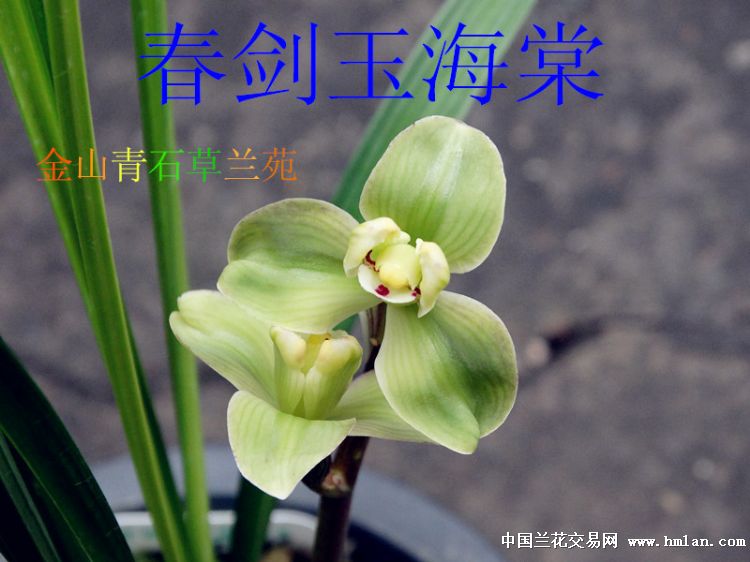 玉海棠-春剑篇-中国兰花交易网社区