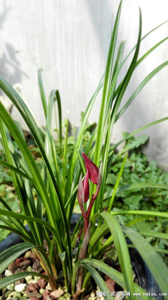 娇艳的莲瓣红花-莲瓣篇-中国兰花交易网社区