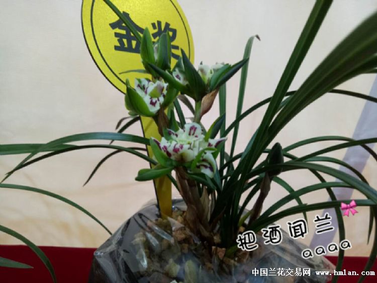 绍兴市第33届兰花展销会随拍-春兰篇-中国兰花交易网