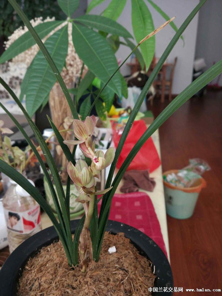 一箭六朵的感恩荷-春剑篇-中国兰花交易网社区