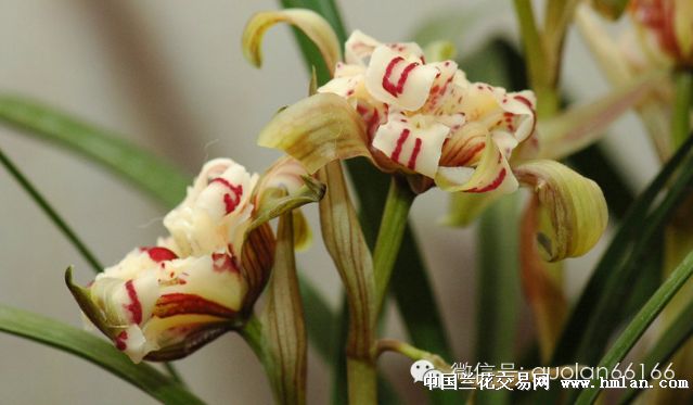转载一篇关于描述兰花舌头的文章(注:本文来自网络-兰花鉴辨-中国