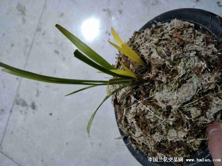 看下是不是幽灵草-春兰篇-中国兰花交易网社区