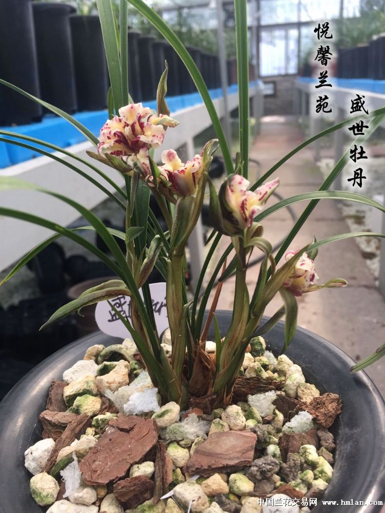 所有分类 传统品种 春兰 奇花 壮苗老种盛世牡丹