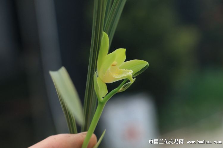 包邮老种翠定荷素前垄2苗2芽169