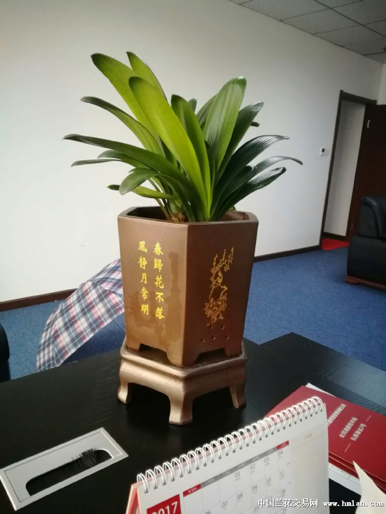 办公室换了个君子兰,这个花盆跟植料都跟兰花