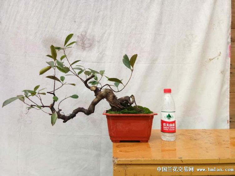 整了个半提根榕树盆景