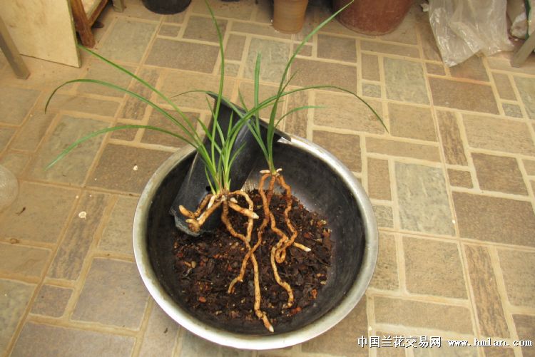 永怀素(漂亮的前垄1.5壮苗带1出土芽和1小芽)