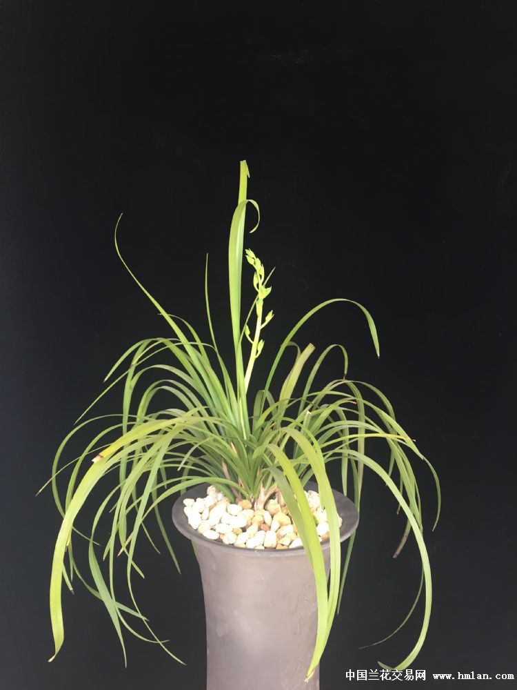 为什么手机在黑色背景布下兰花照发黄?