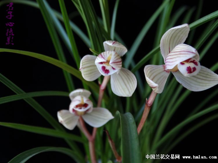 珍荷花开很精彩-莲瓣篇-中国兰花交易网社区