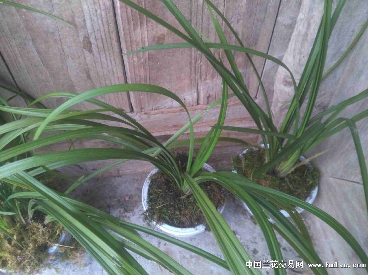 老师机请进-送春篇-中国兰花交易网社区