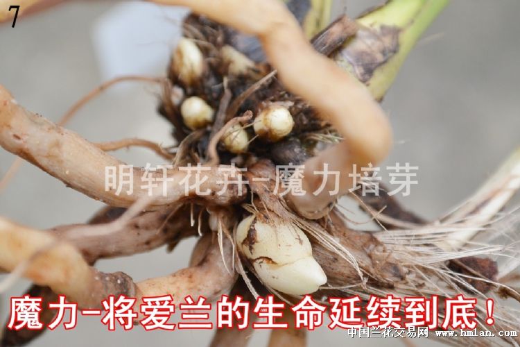 魔力催芽剂 兰友回馈使用效果报告!