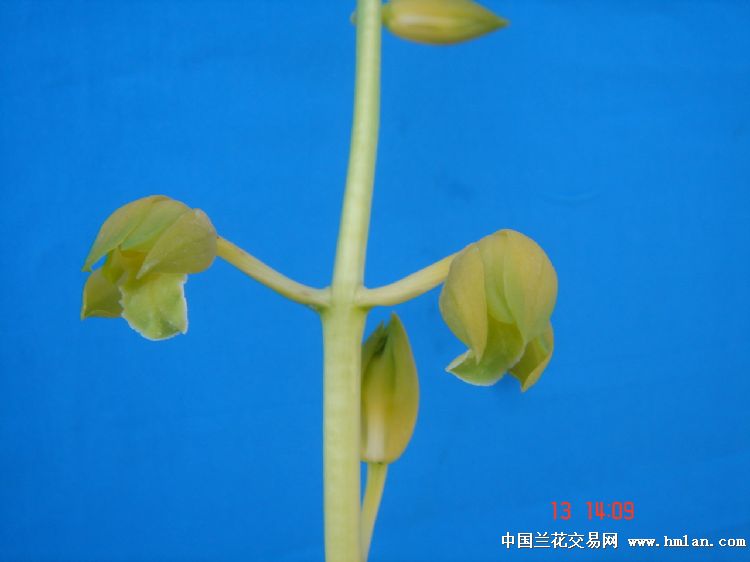 帝王素(126)全息档案-蕙兰篇-中国兰花交易网社区