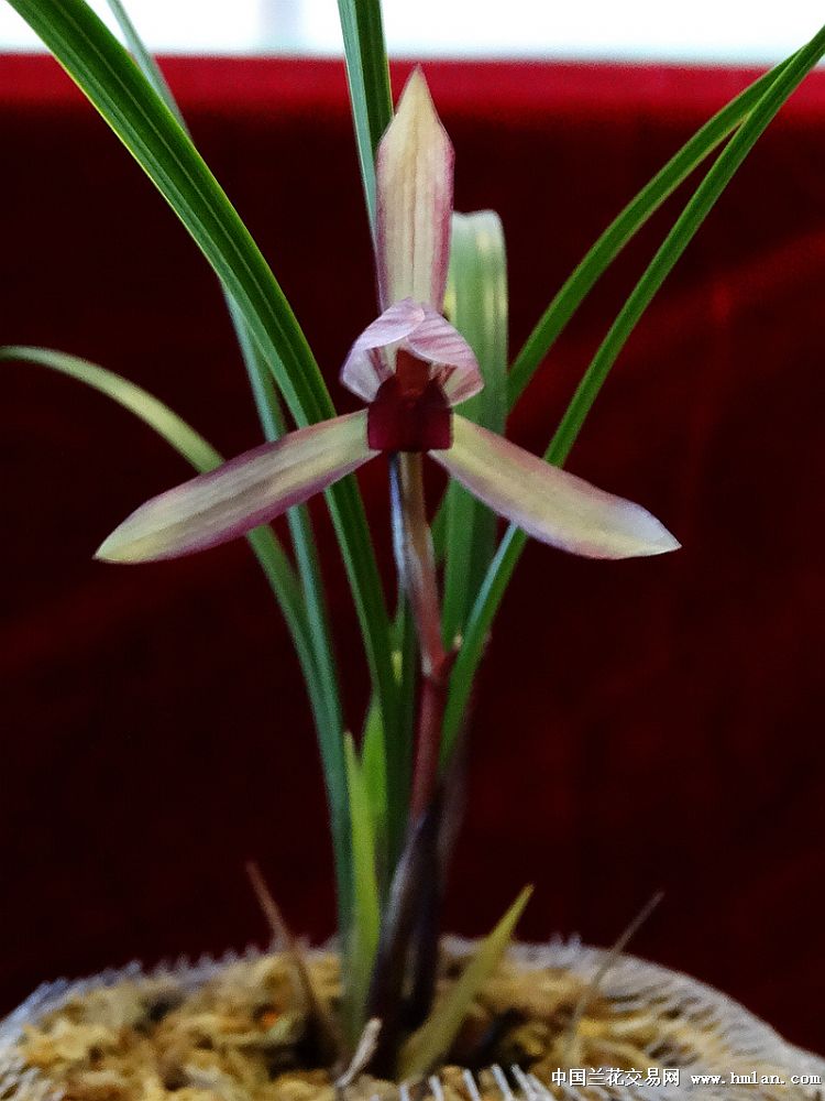 春兰红素精品——滇红素1.5苗(已售) - 中国兰花交易网