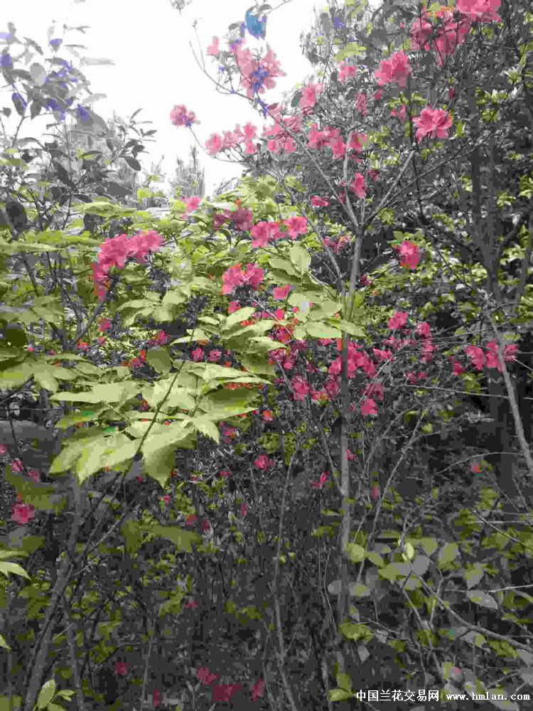 大王叫我去巡山-旅游日记-中国兰花交易网社区