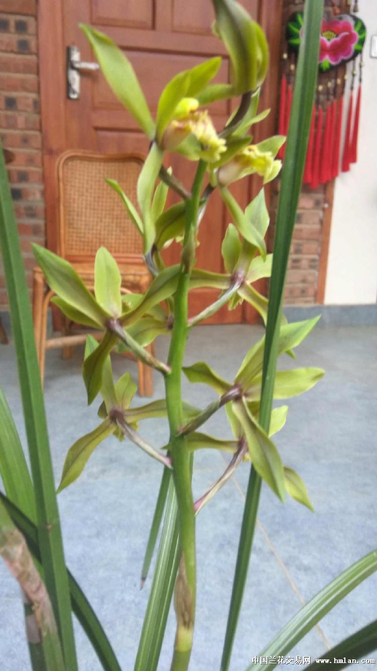 兰友们看看这算不算荷瓣花,还有第5张也是蕙兰
