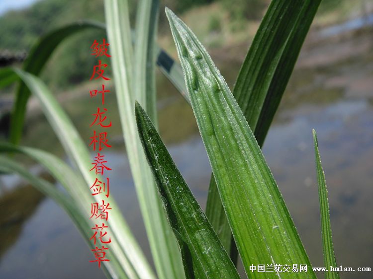 皱皮叶龙根春剑赌花草 - 中国兰花交易网