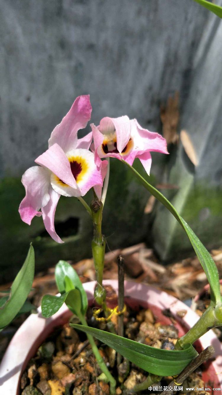 粉红棒节 蜂腰石斛