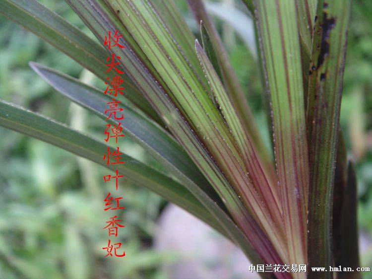 收尖漂亮弹性叶红香妃