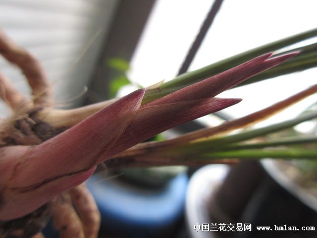 高品极鲜红芽红草.纯春兰2苗1芽.