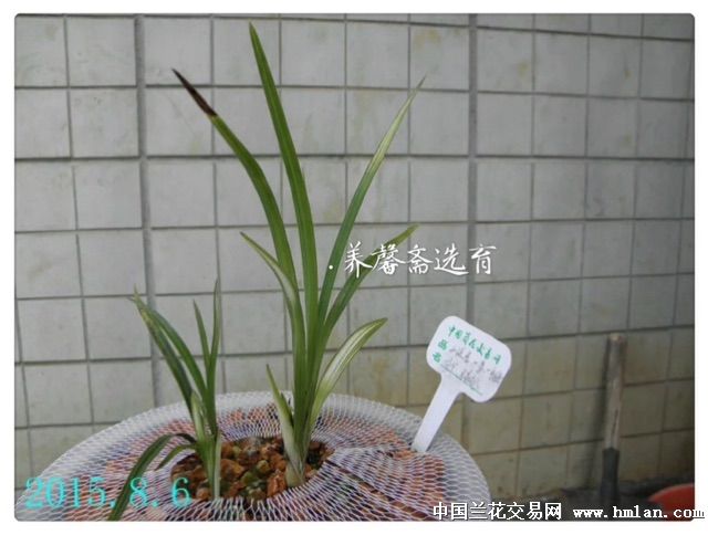 云南绿兰艺-叶艺篇-中国兰花交易网社区