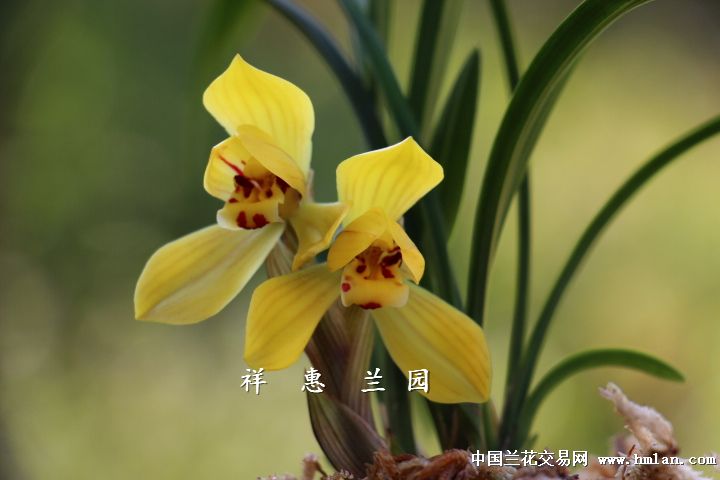 浓香花·春兰【黄荷】-春兰篇-中国兰花交易网社区