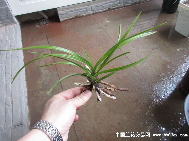 高品赌荷.矮型黄皮草.原兜跟代下山蕙兰.