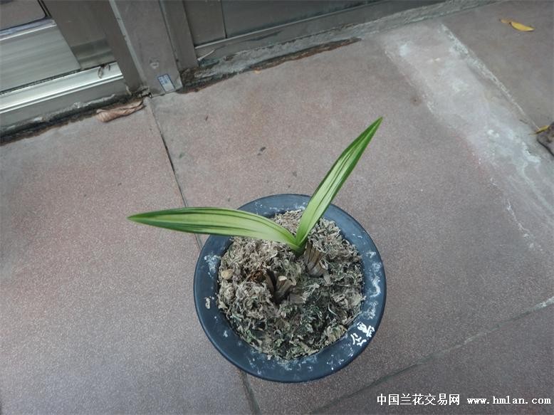 双面银企黑老头的惊喜-墨兰篇-中国兰花交易网