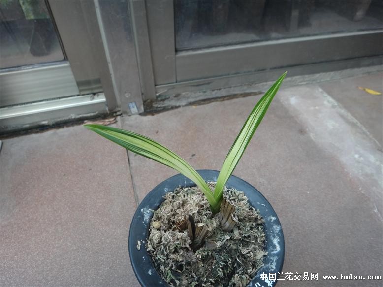 双面银企黑老头的惊喜-墨兰篇-中国兰花交易网