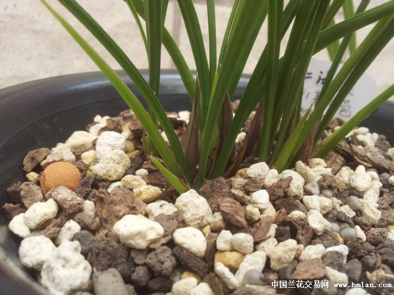 为仁海梅减负-种养心得-中国兰花交易网社区