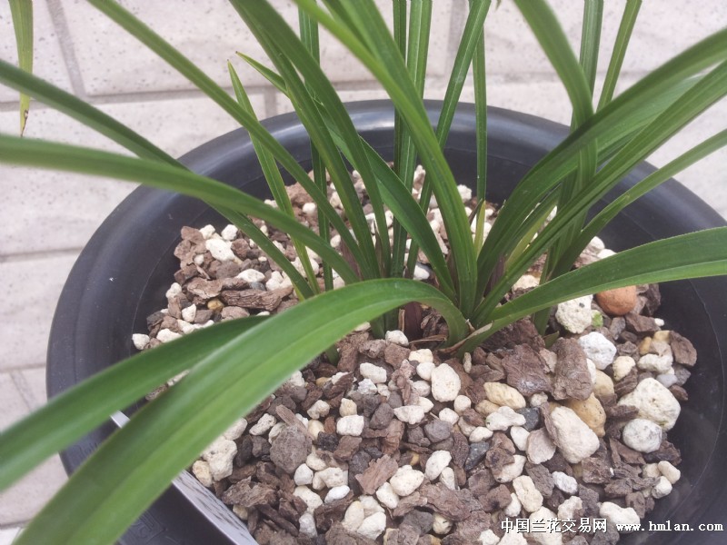 为仁海梅减负-种养心得-中国兰花交易网社区