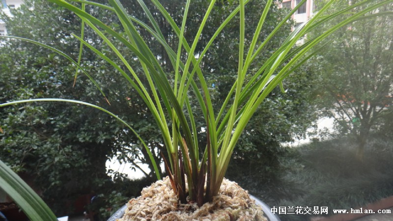 红素你吃春药了,你妈妈知道吗?-莲瓣篇-中国兰