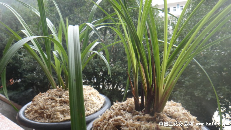 红素你吃春药了,你妈妈知道吗?-莲瓣篇-中国兰