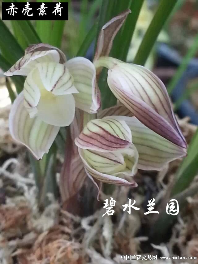 云龙赤壳素荷:4苗1芽  云龙赤壳素荷,又名"三江麻荷素"为莲瓣兰赤壳素